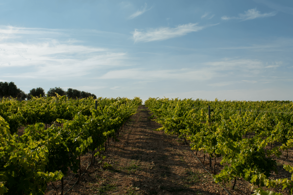 Visita Especial Vendimia en Bodegas Figueroa Colmenar de Oreja