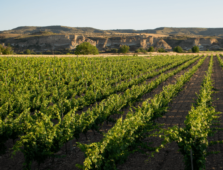 Viñedos Bodegas Figueroa-01 (1)