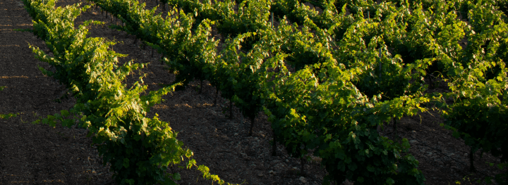 Viñedos Bodegas Figueroa-02 (1)