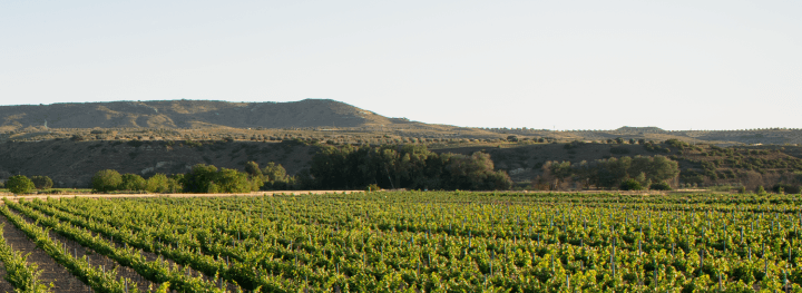 Viñedos Bodegas Figueroa-03 (1)